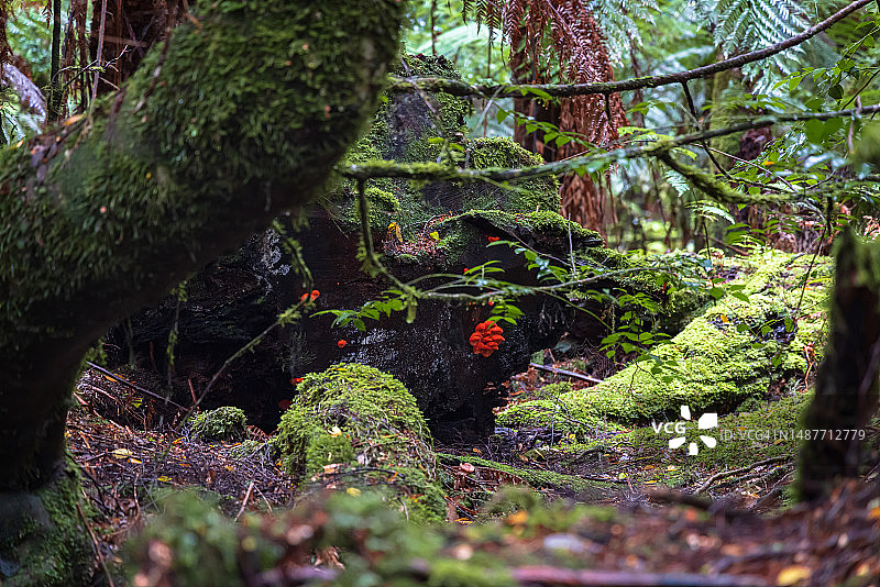 树桩上生长的层孔菌图片素材