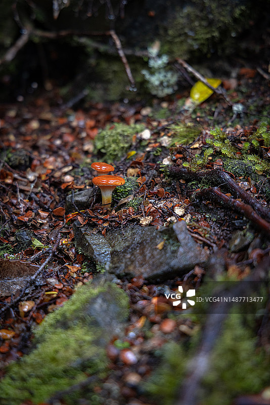 圆形橙色蘑菇图片素材