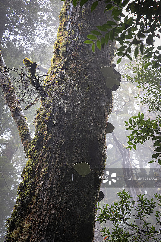 树上生长的木蹄层孔菌图片素材