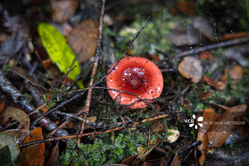 鲜红色和粉色蘑菇图片素材