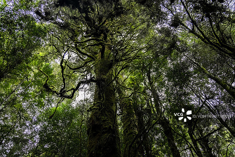 塔斯马尼亚塔金地区远古冈瓦纳热带雨林树木图片素材