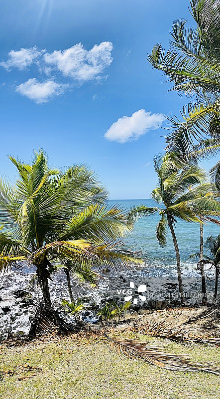 多巴哥岛海滩和棕榈树图片素材