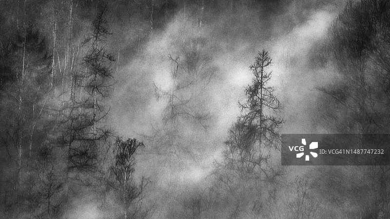 雾中的阿尔卑斯森林图片素材