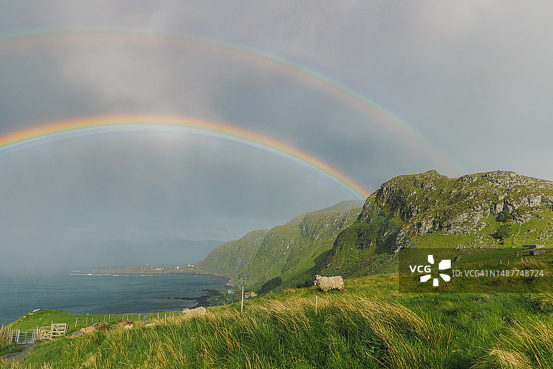 在挪威彩虹下风景秀丽的绿色山丘上吃草的羊群图片素材