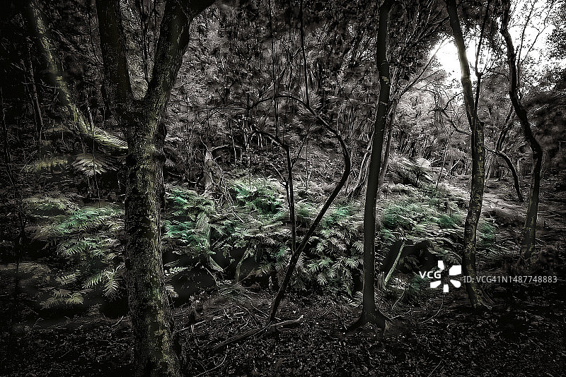 全力奔跑的具有攻击性的狗图片素材