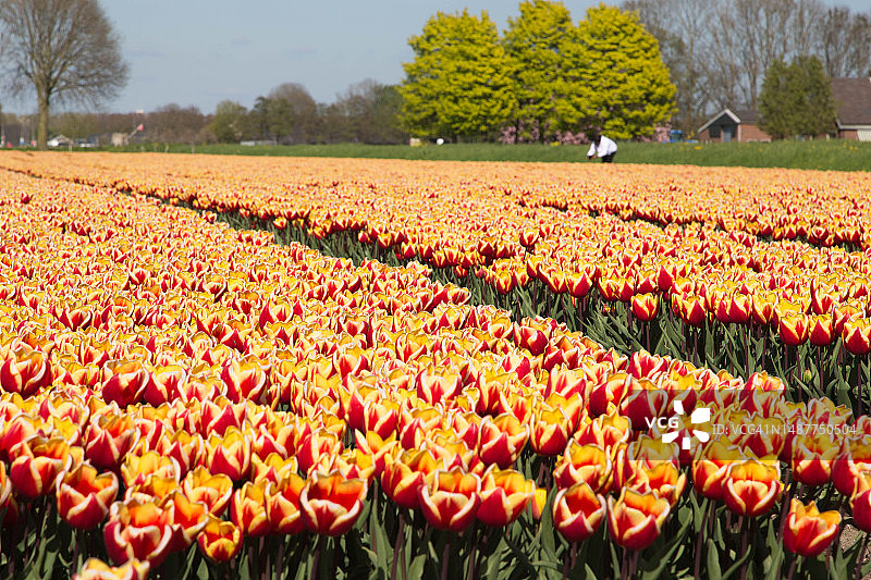 荷兰郁金香花田图片素材