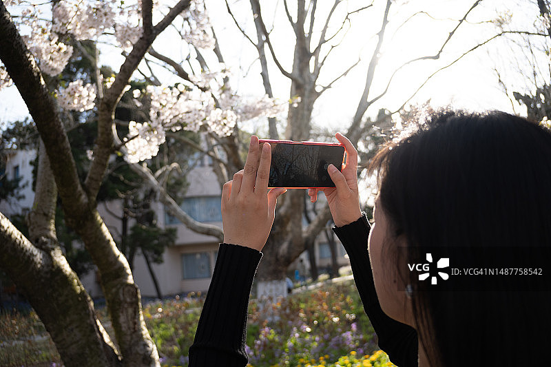 一位亚洲女性拍摄樱花图片素材