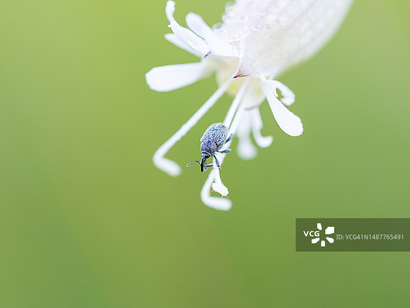 小象鼻虫攀爬白色野花花蕊图片素材