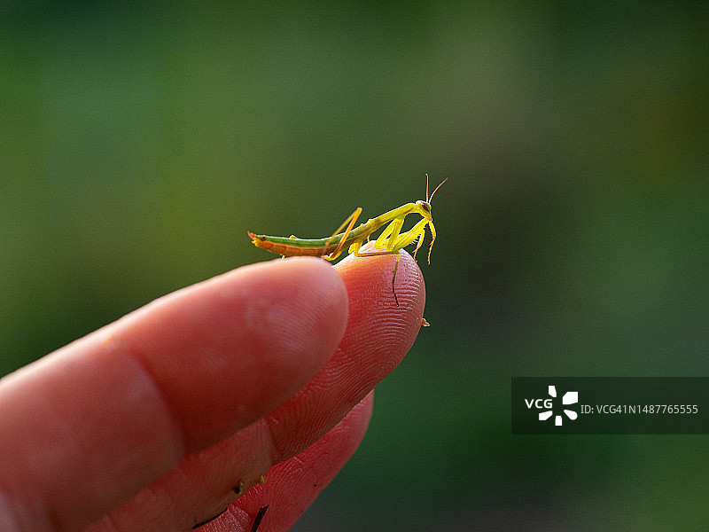 栖息在人手上的绿色欧洲小螳螂特写图片素材