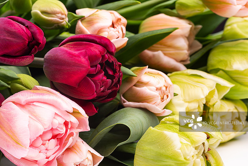 优雅的混合郁金香春季花束特写图片素材