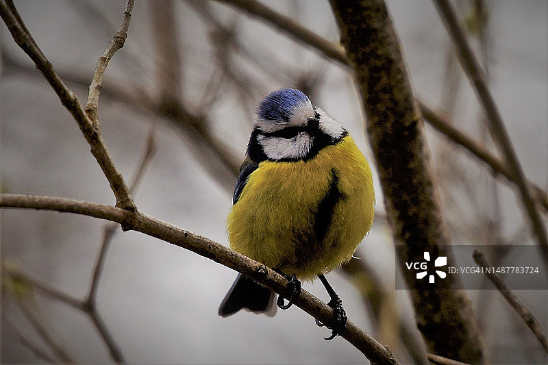 瑞典山雀栖息在树枝上特写图片素材