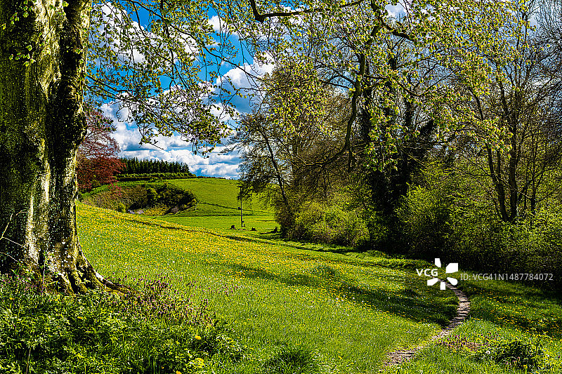 田野上的树木映衬着天空图片素材