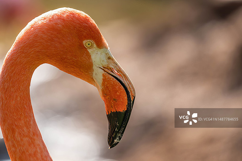 大火烈鸟特写图片素材
