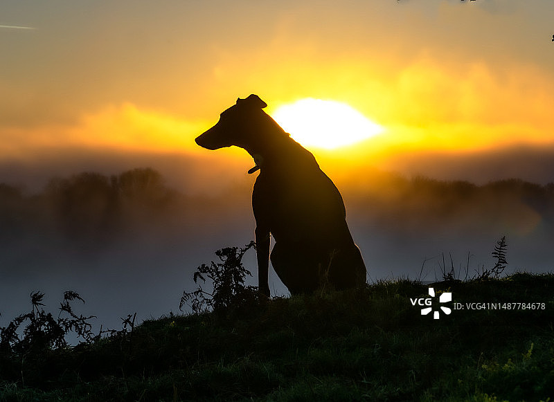 日落时分，田野上小狗的轮廓剪影图片素材