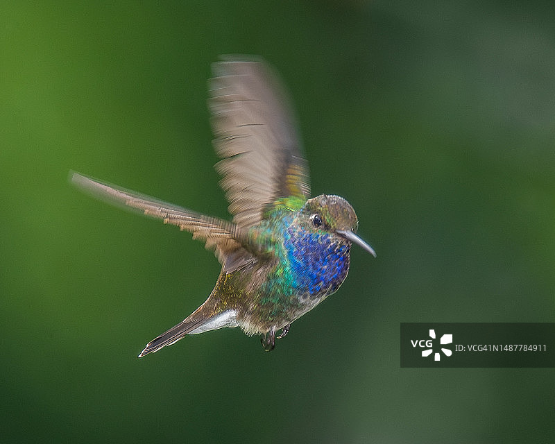 蜂鸟在户外飞行特写，巴西图片素材