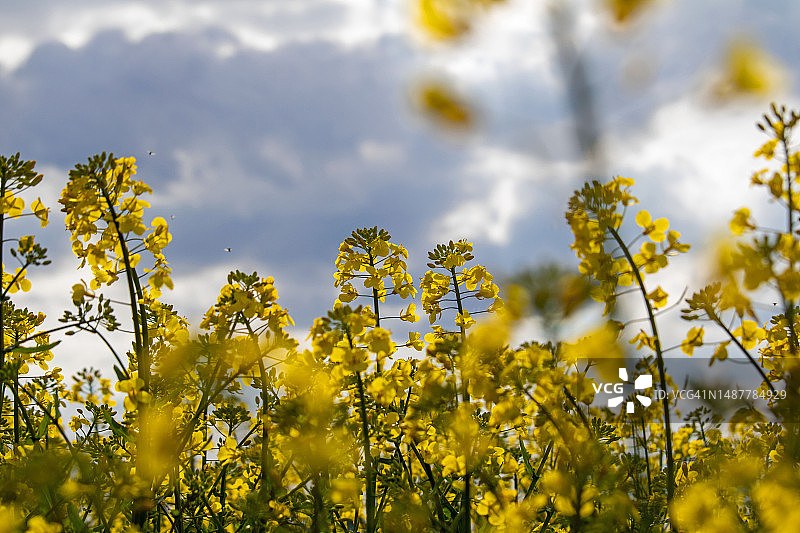 背对天空的油菜田风景图片素材