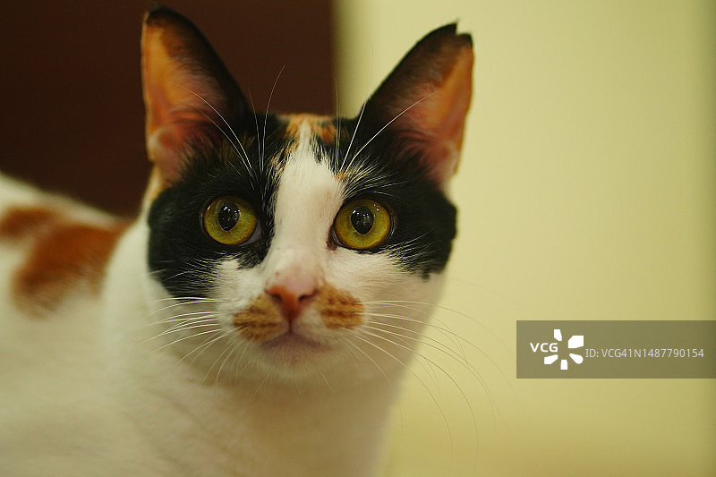 坐在沙发上看着镜头的绿色眼睛三花猫图片素材