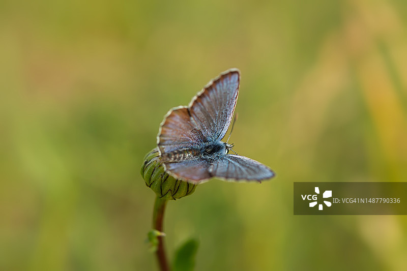 一只蓝色灰蝶在蒲公英花上图片素材