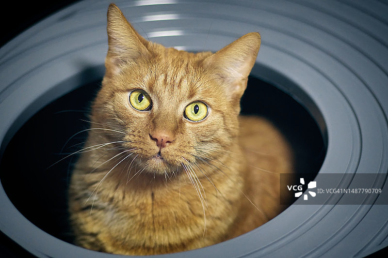 姜黄色猫咪坐在顶部入口猫砂盆中并看向镜头的特写图片素材