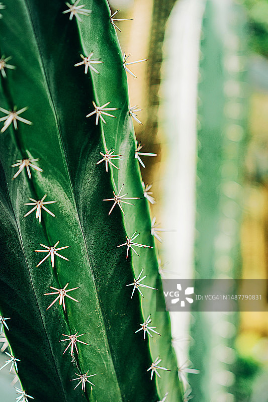 仙人掌针的特写图片素材