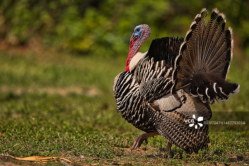 栖息在草地上的火鸡特写图片素材