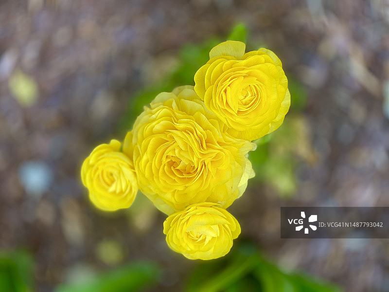 黄色玫瑰特写，布鲁克赛德花园，银泉，美国图片素材