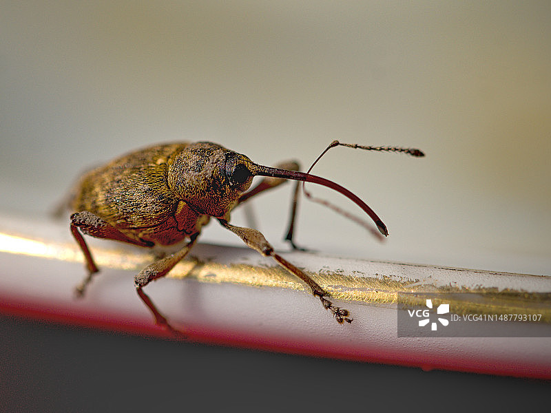 窗户上的昆虫特写图片素材