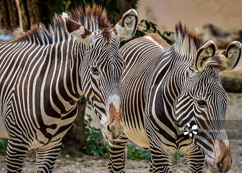 德国的两只斑马图片素材