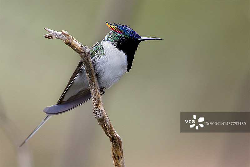 蜂鸟栖息在树枝上的特写镜头图片素材