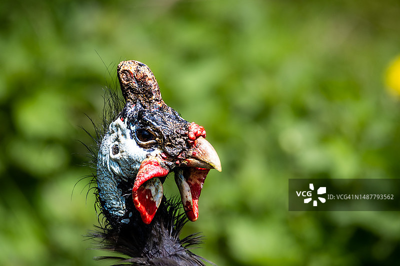 公鸡特写图片素材