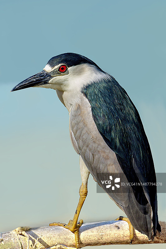 在晴朗天空下栖息在树枝上的鸟，波多黎各特写图片素材