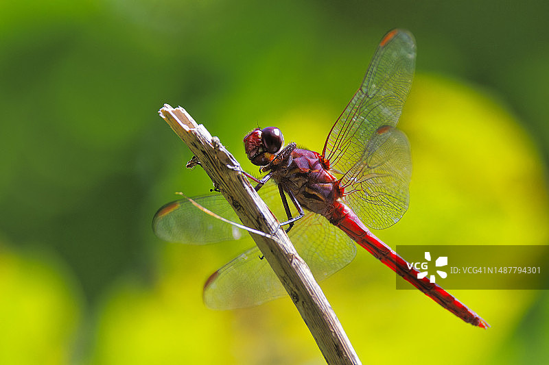 特写：蜻蜓栖息在树枝上，波多黎各图片素材