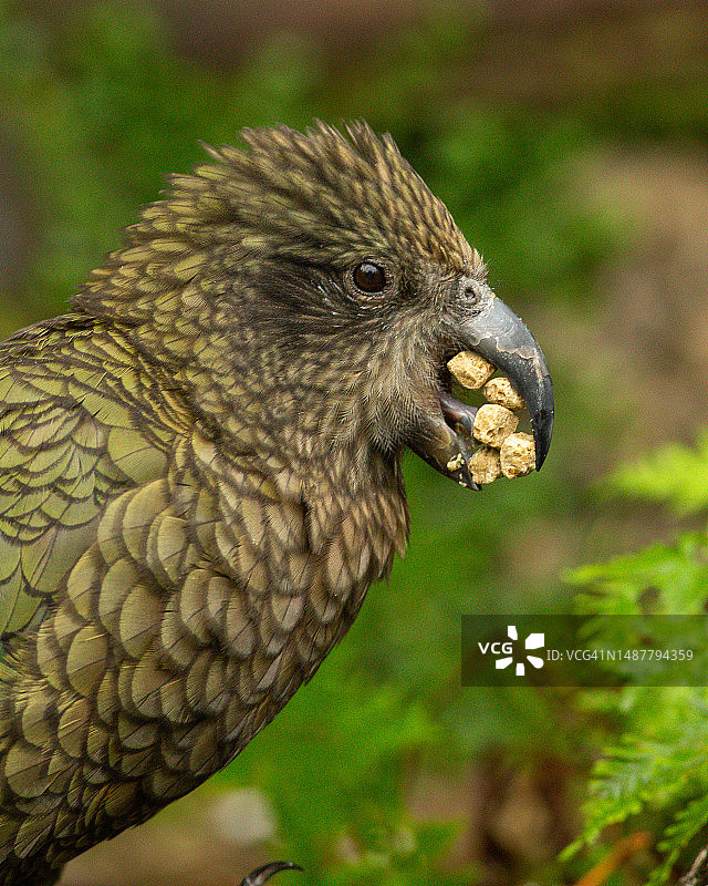 啄羊鹦鹉栖息在植物上的特写图片素材
