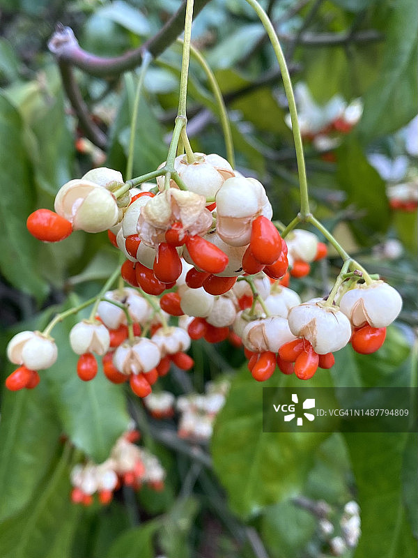 美国马萨诸塞州沃尔瑟姆的树上浆果特写图片素材
