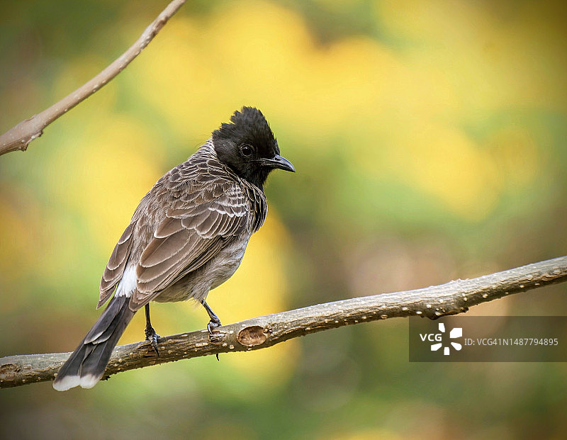 来吃快餐的红耳鹎，印度图片素材