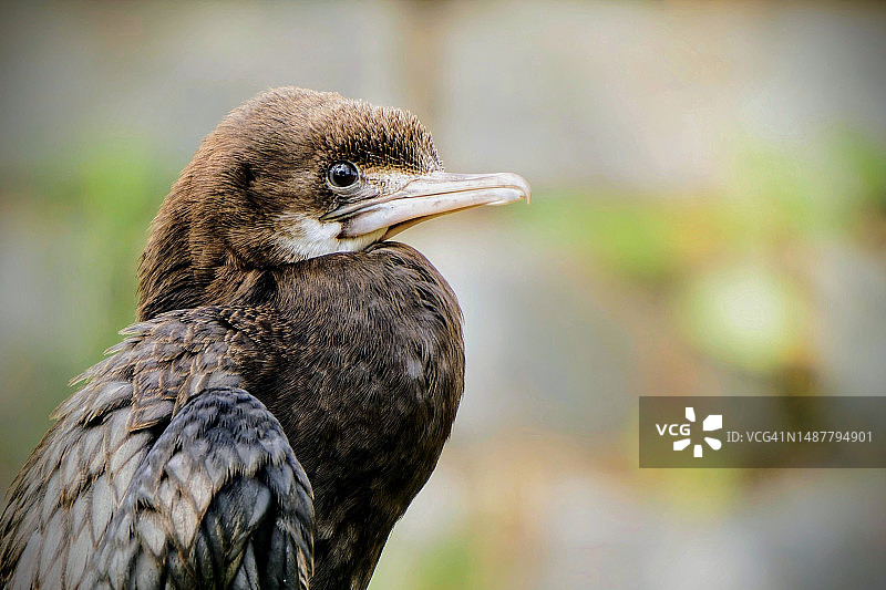 阴天里快乐的小鸬鹚，印度图片素材