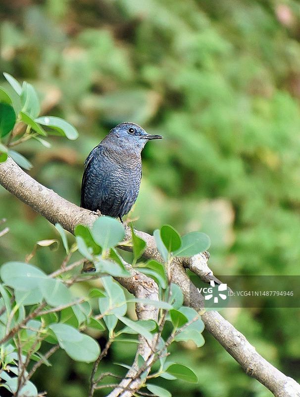 蓝矶鸫在印度休憩图片素材