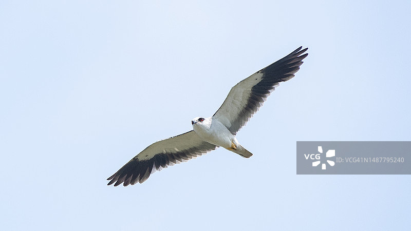 晴空下飞翔的猛禽风筝仰视视角图片素材