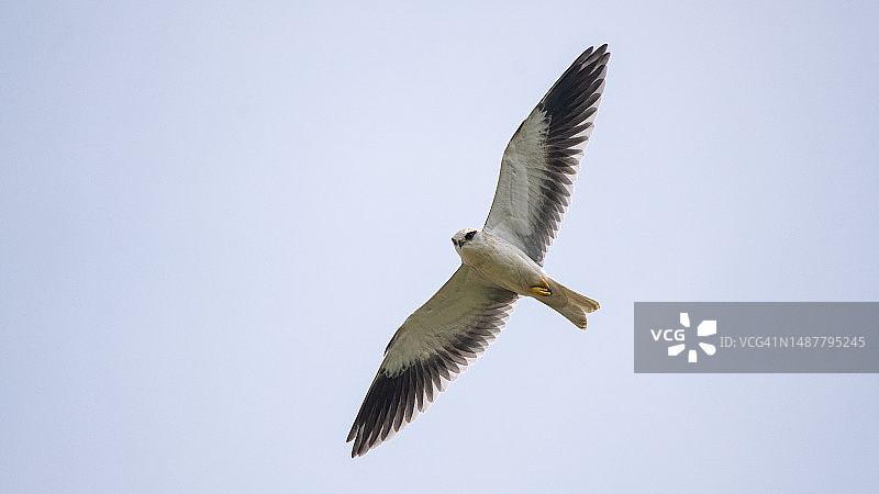 晴空下飞翔的海鸥仰视图图片素材