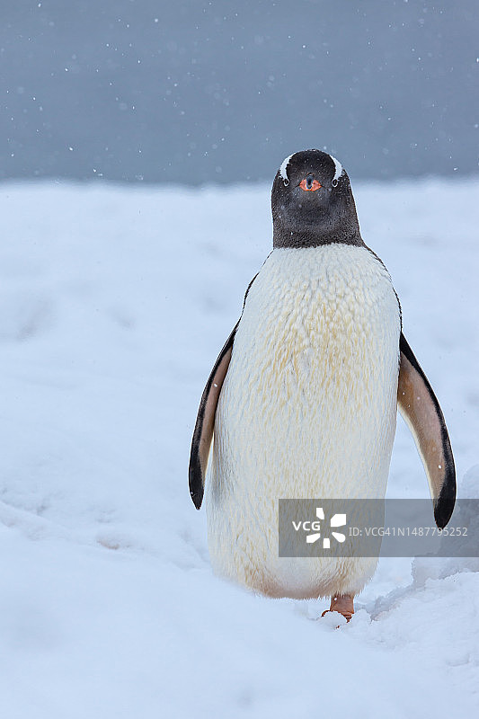 帝企鹅、王企鹅、麦哲伦企鹅、阿德利企鹅在雪地上的特写图片素材