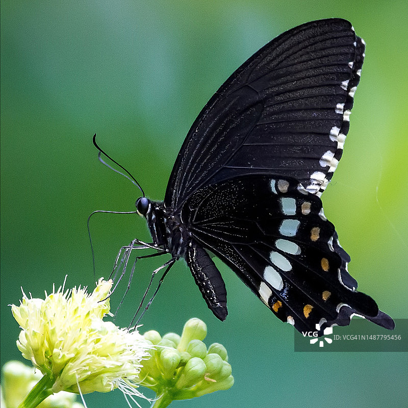 蝴蝶在花上采蜜的特写，印度旁遮普邦贾朗达尔专区图片素材