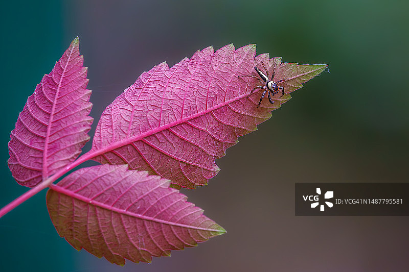 秋叶特写，中国澳门图片素材