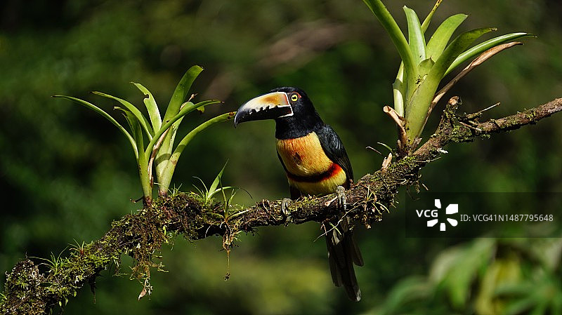 栖息在树枝上的巨嘴鸟特写图片素材
