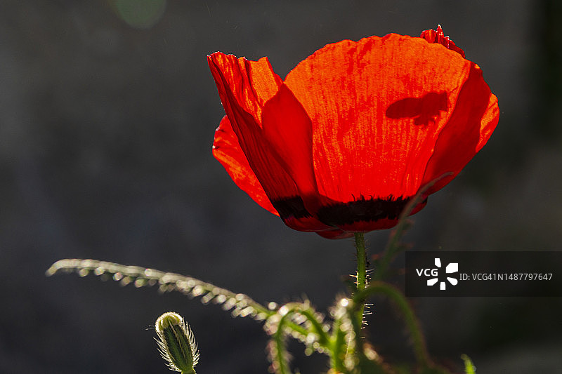 红色罂粟花的特写图片素材