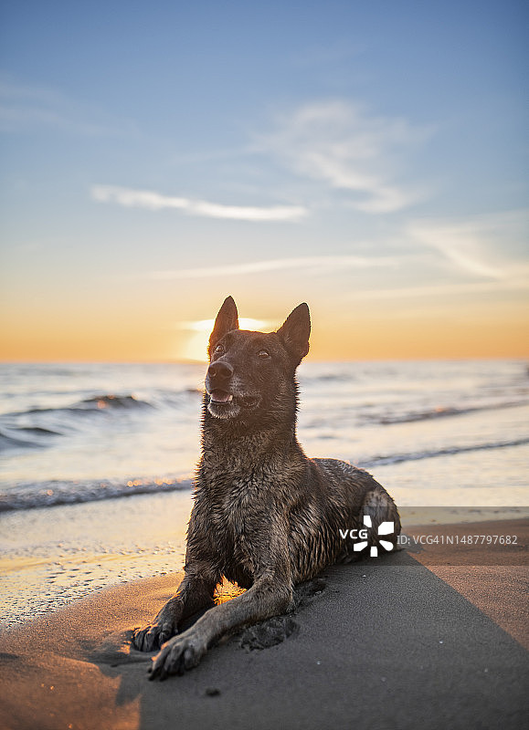 日落时分，一只比利时玛利诺犬躺在海滩上图片素材