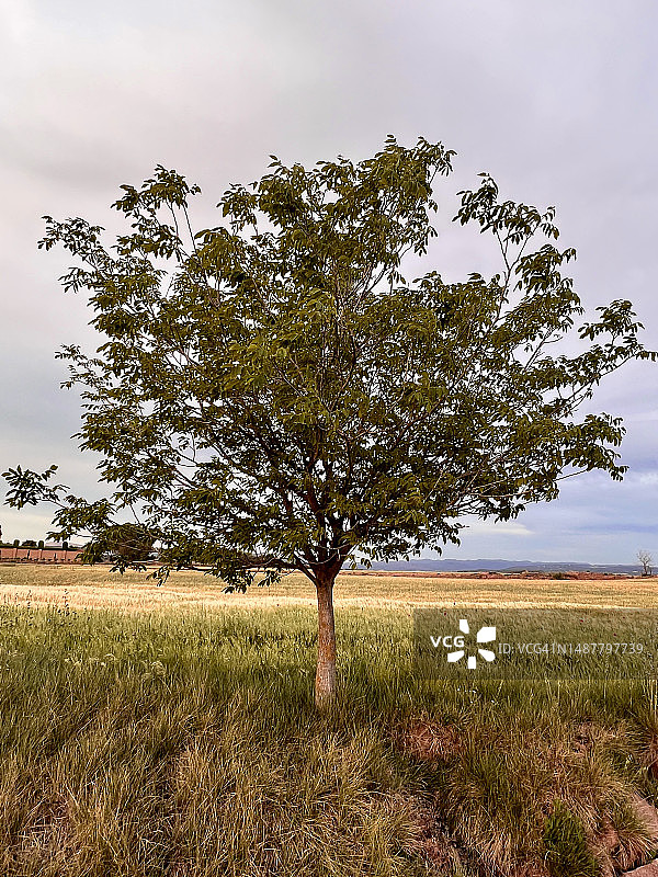 西班牙巴塞罗那曼雷萨的树木景观图片素材