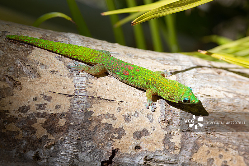 岩石上壁虎的特写图片素材