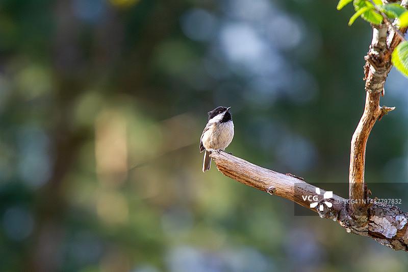 山雀栖息在树枝上的特写，加拿大大不列颠哥伦比亚省霍普图片素材