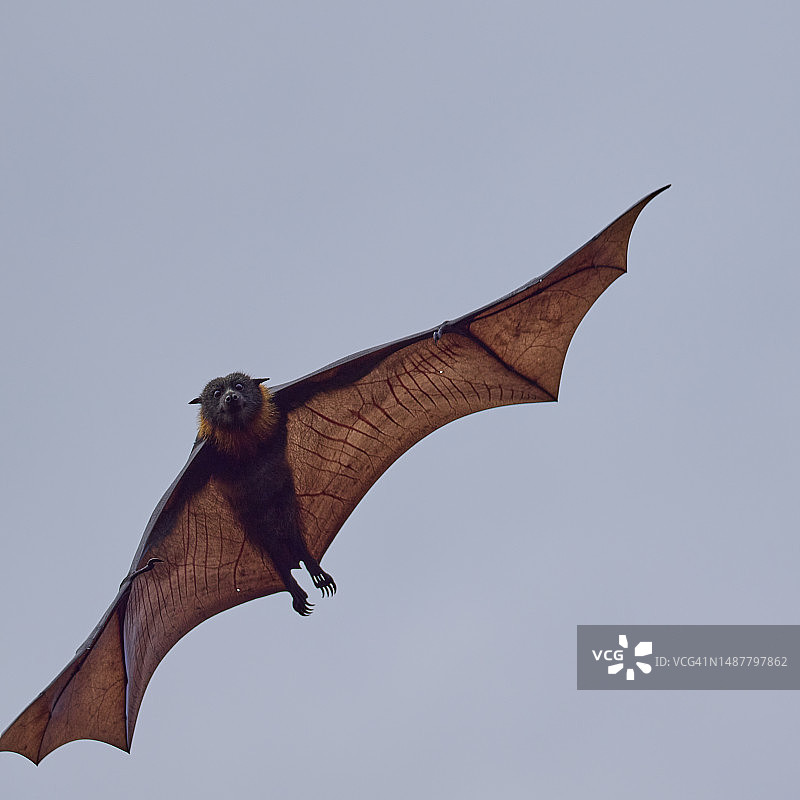 低角度看鹰在晴朗的天空中飞行图片素材