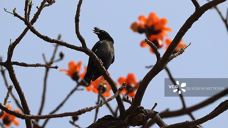 仰视角度拍摄的蜜雀栖息在树上图片素材